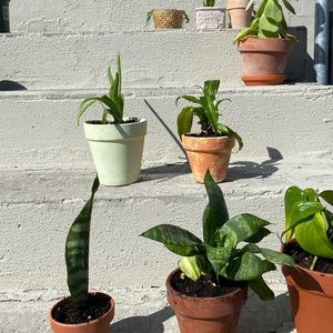 Meet your Posher, Julia